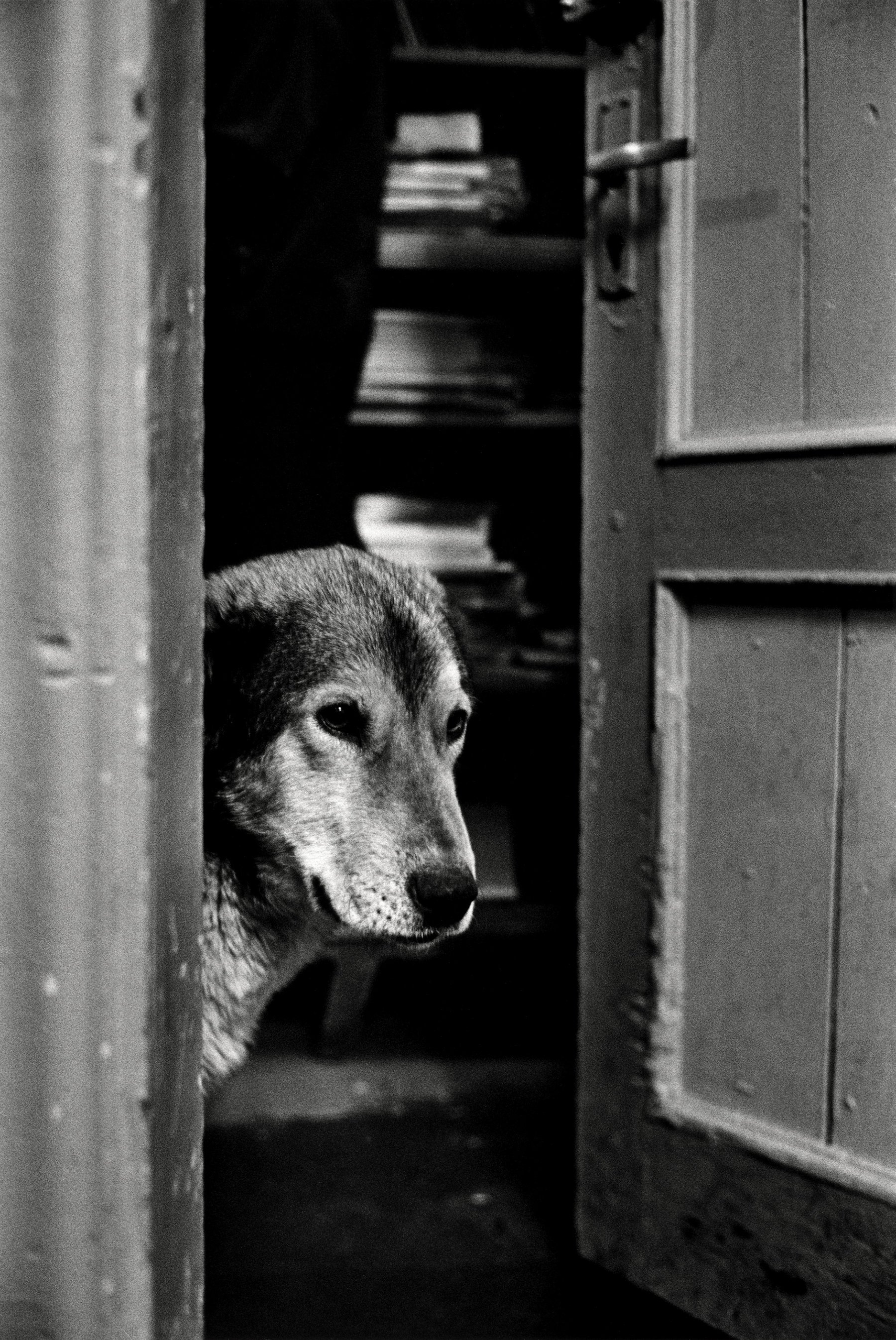 Sasha, enfant de l'Arctique — vue 01